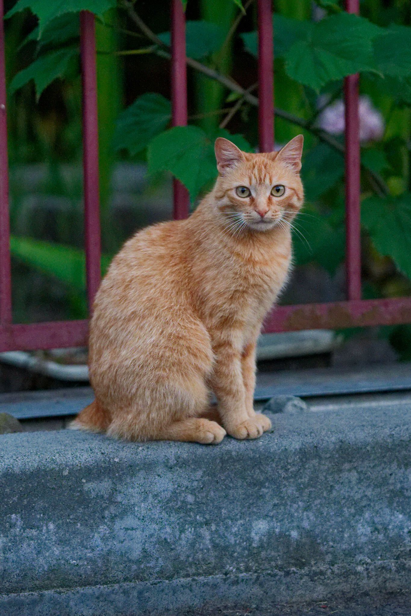 Осетинский кот